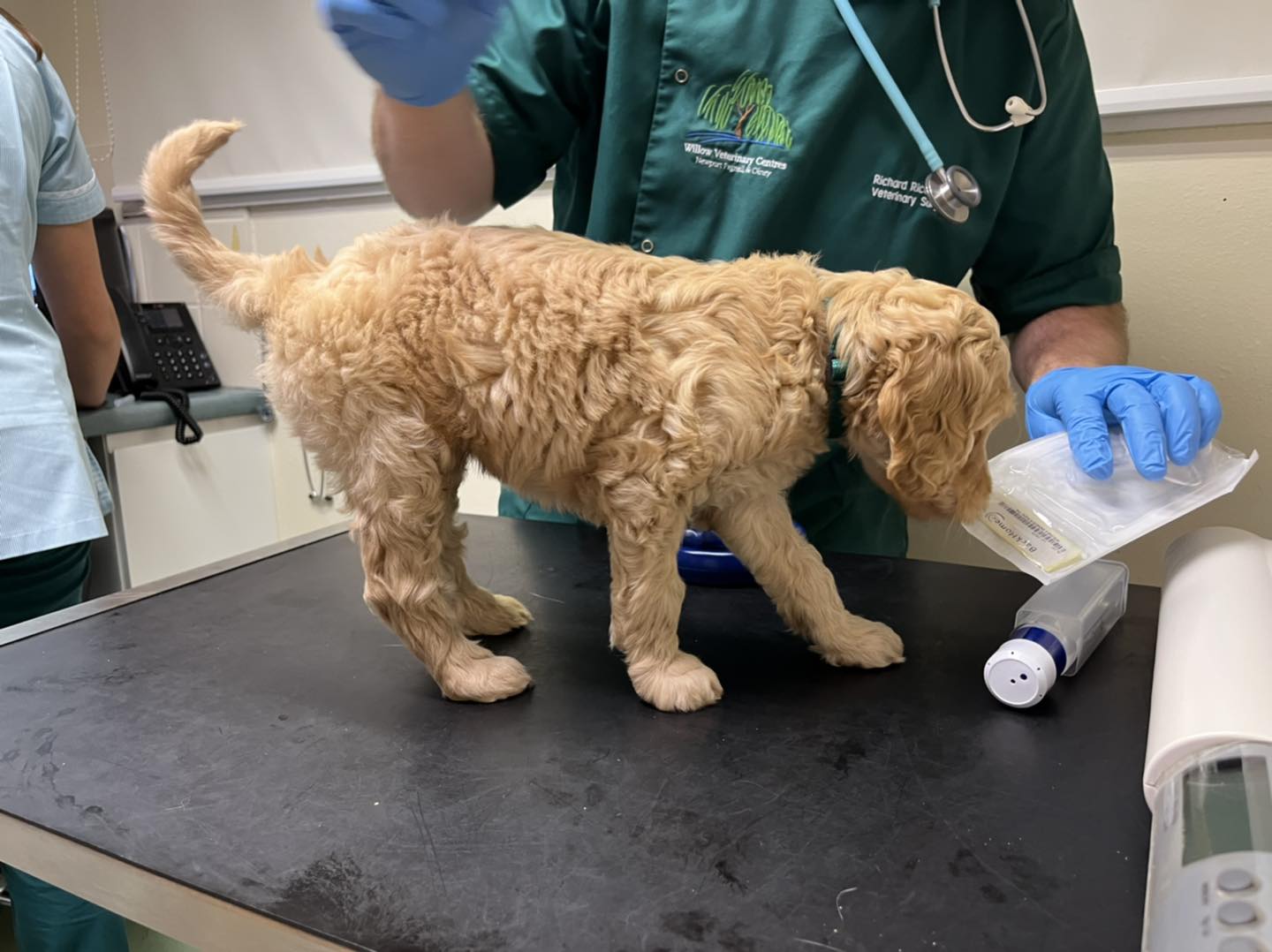 Standard Labradoodle Puppies