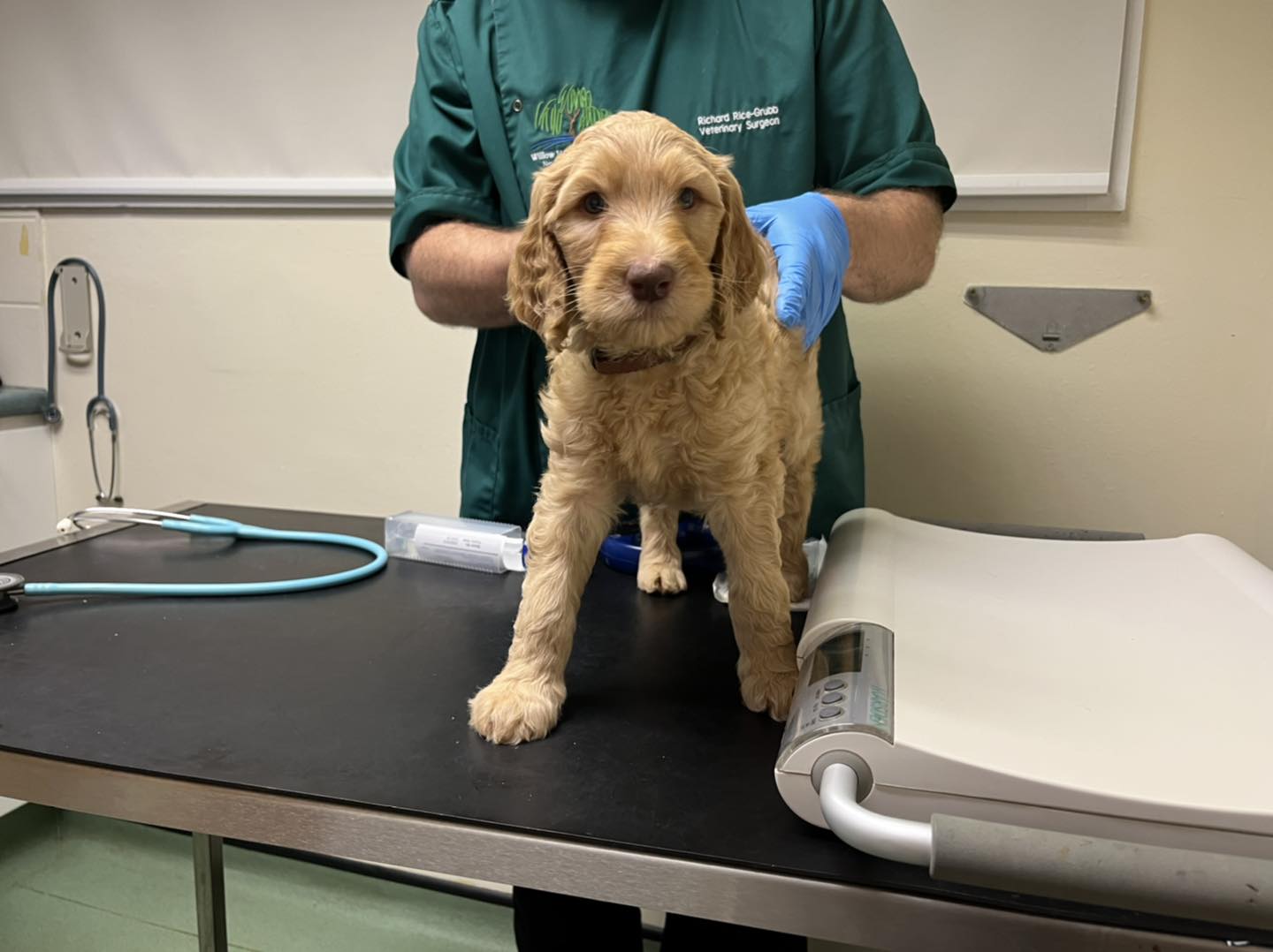 Standard Labradoodle Puppies