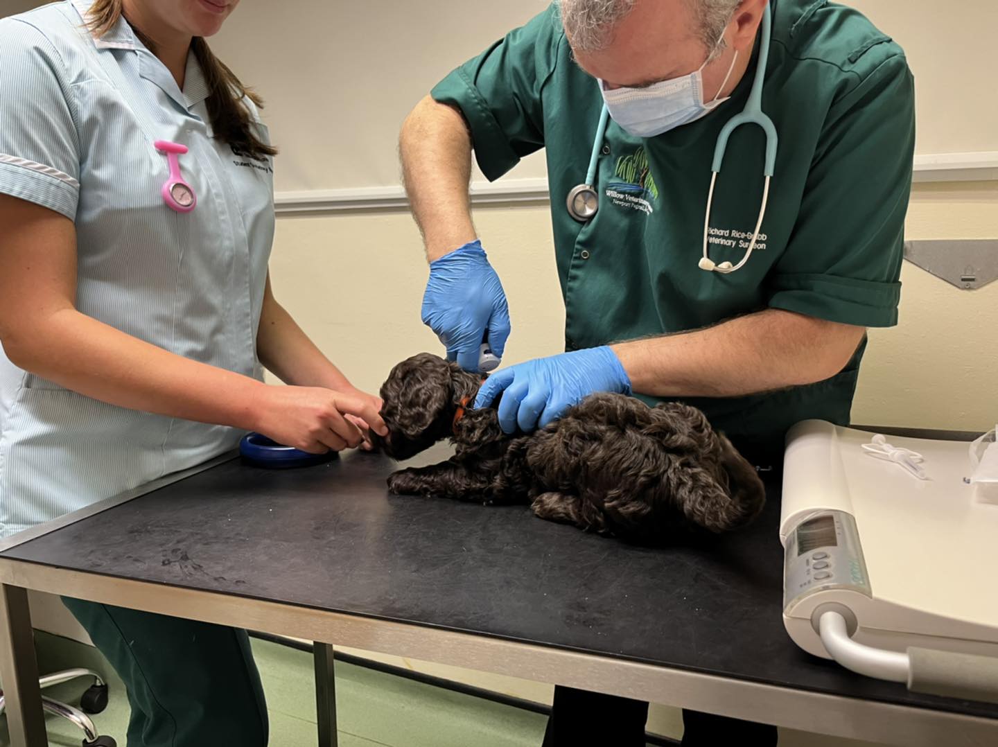 Standard Labradoodle Puppies