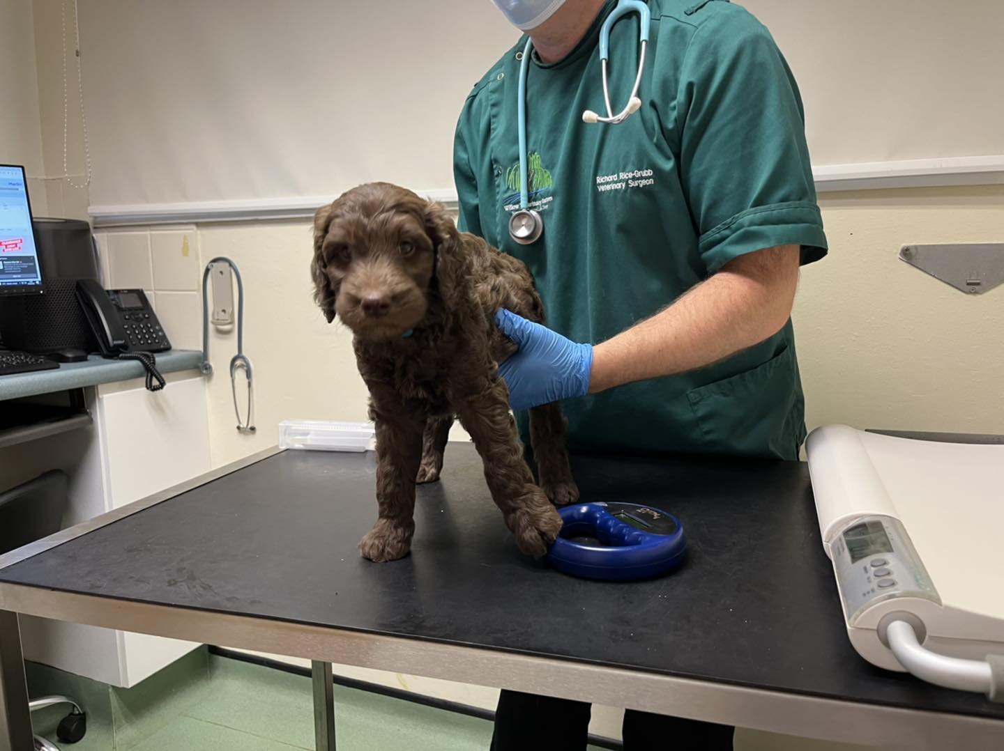Standard Labradoodle Puppies