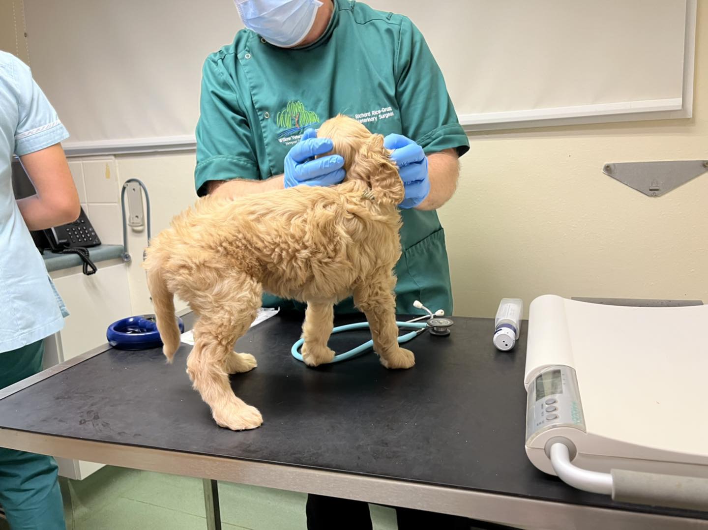Standard Labradoodle Puppies