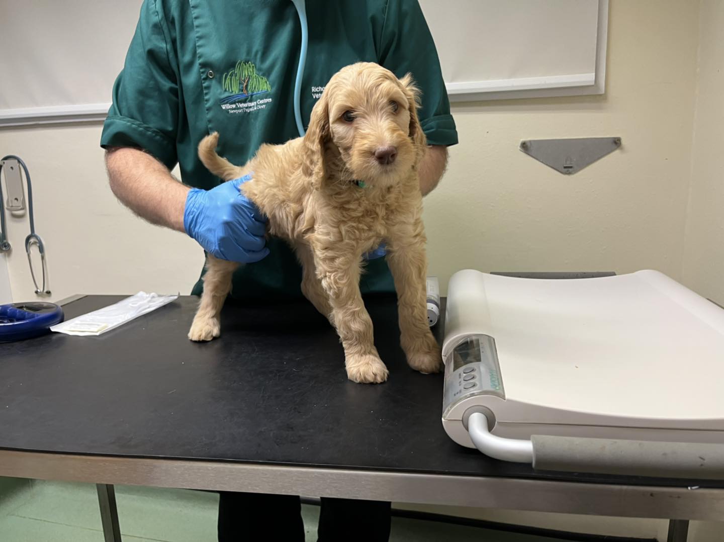 Standard Labradoodle Puppies