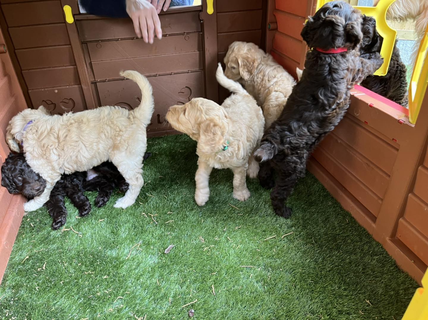 Standard Labradoodle Puppies