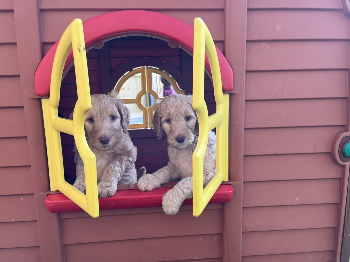 Standard Labradoodle Puppies