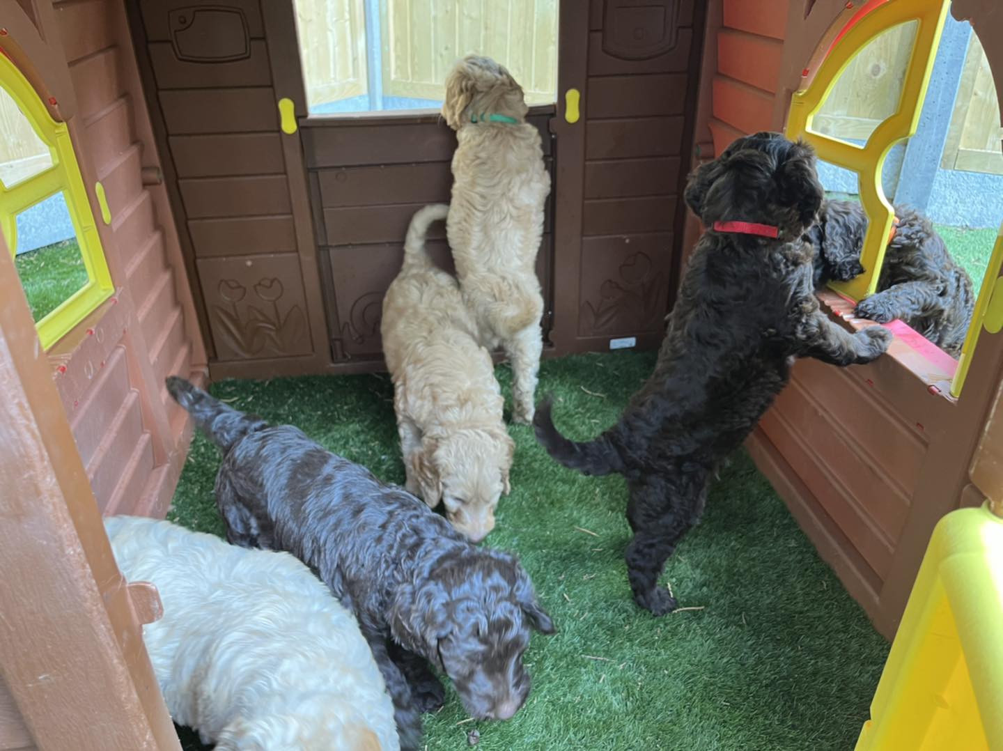 Standard Labradoodle Puppies