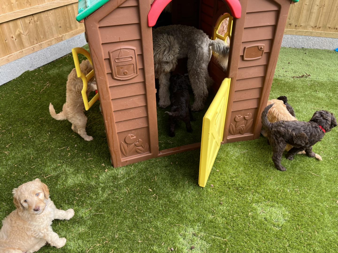 Standard Labradoodle Puppies