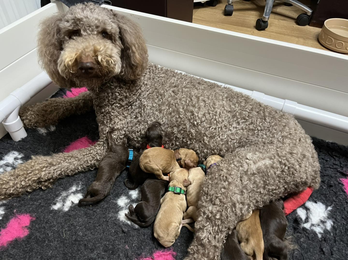 Standard Labradoodle Puppies