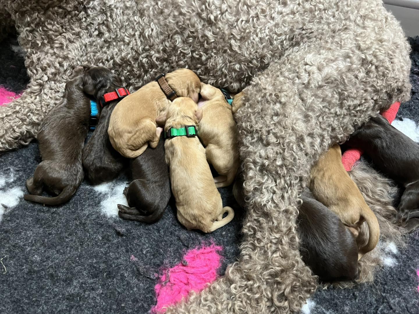 Standard Labradoodle Puppies