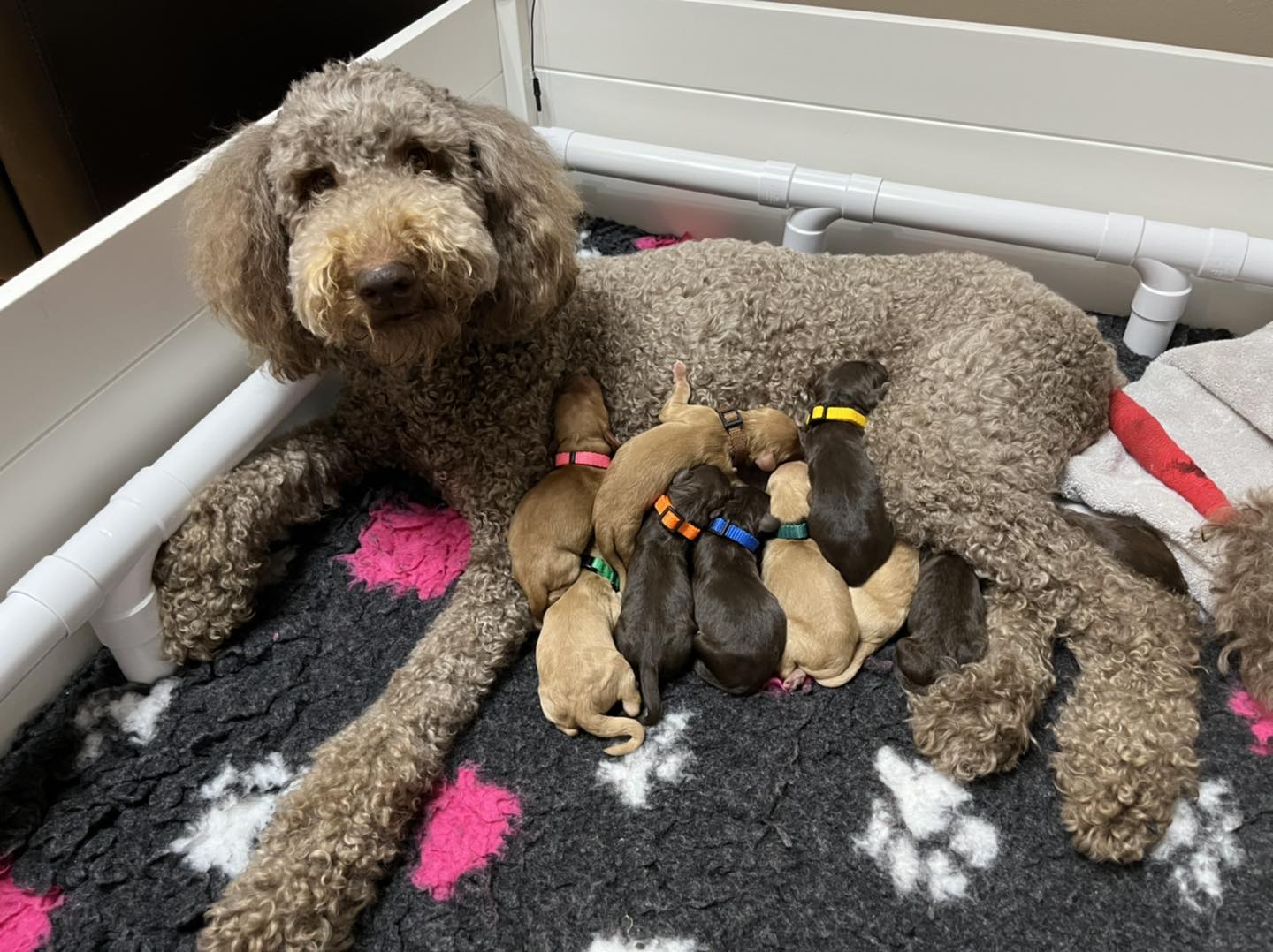 Standard Labradoodle Puppies