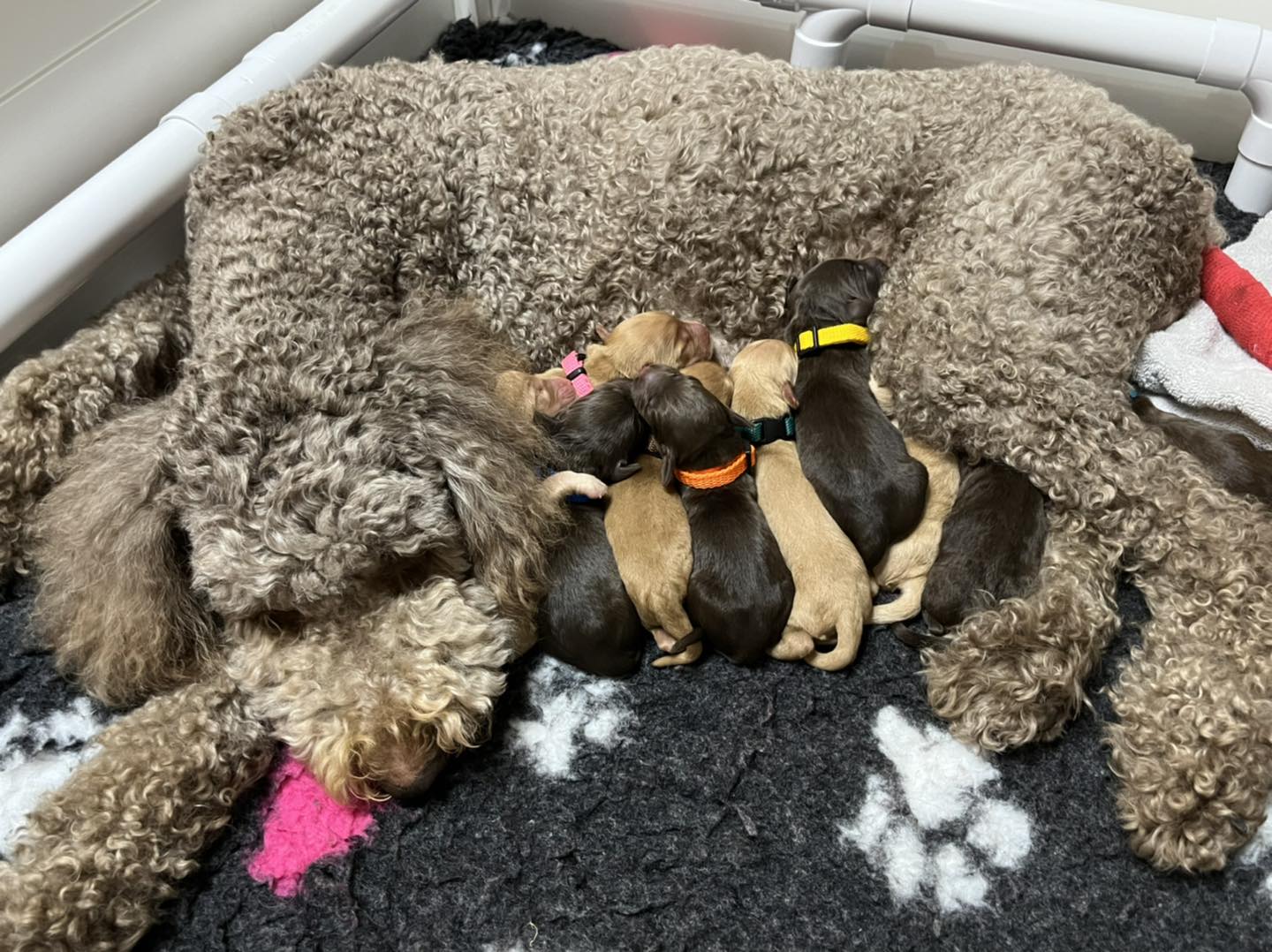 Standard Labradoodle Puppies