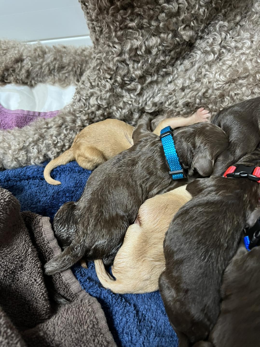 Standard Labradoodle Puppies