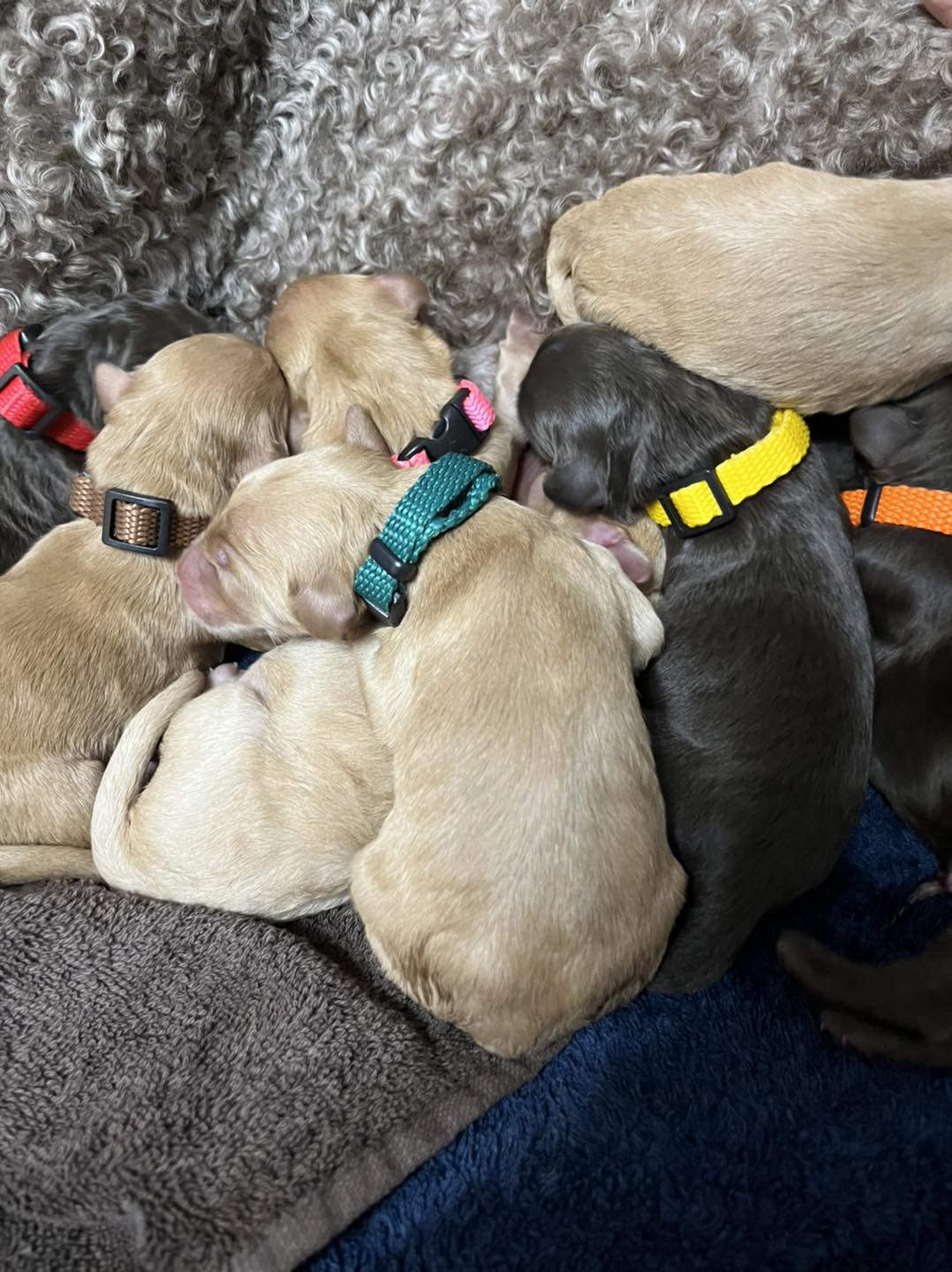 Standard Labradoodle Puppies