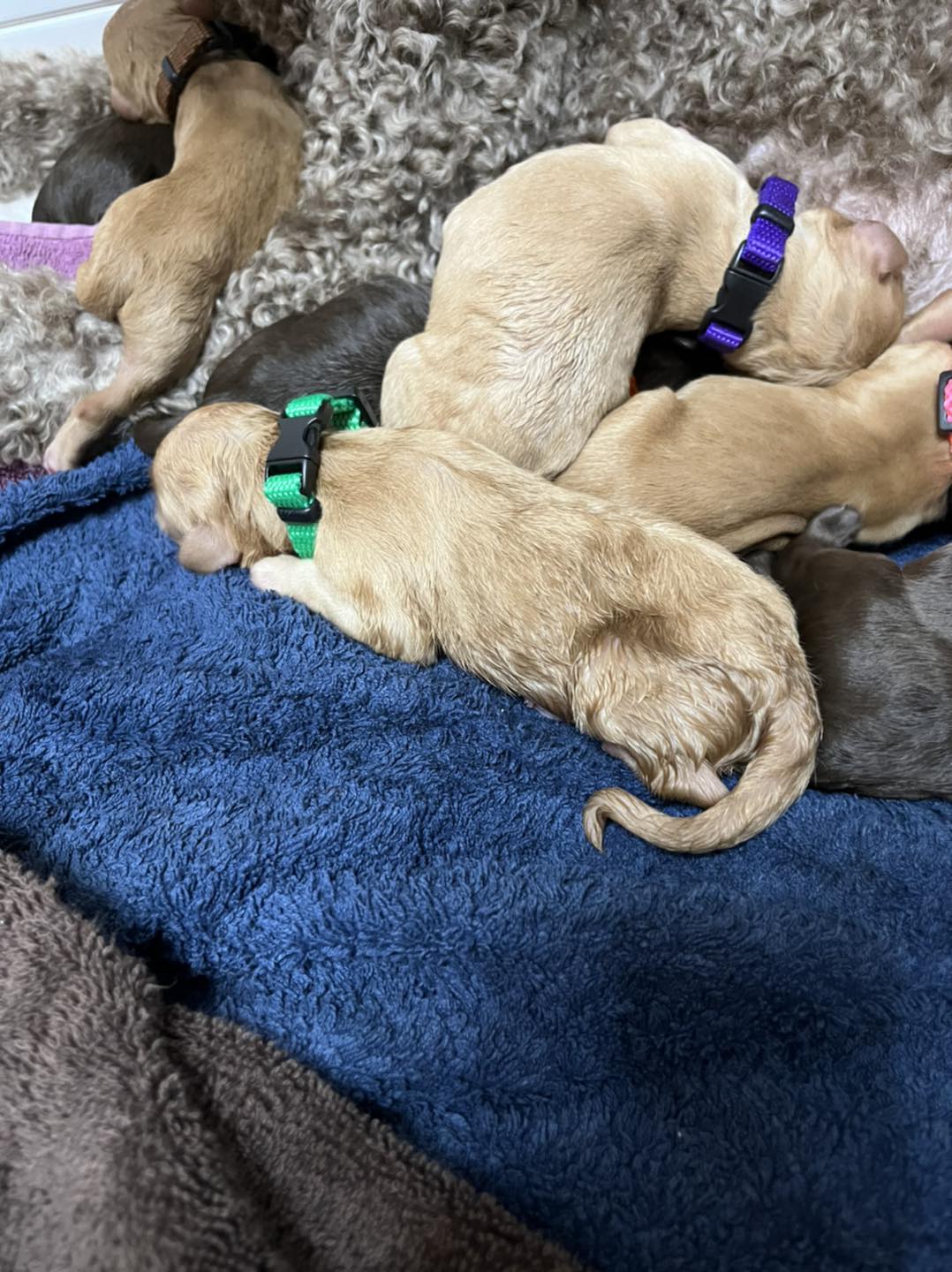 Standard Labradoodle Puppies
