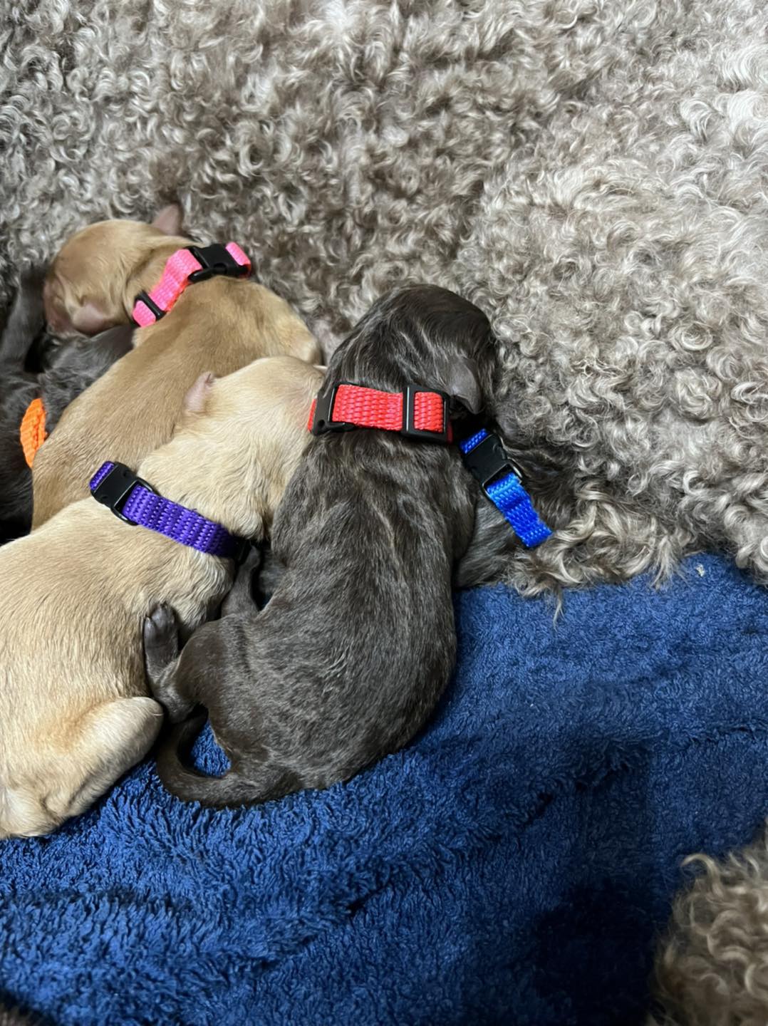 Standard Labradoodle Puppies