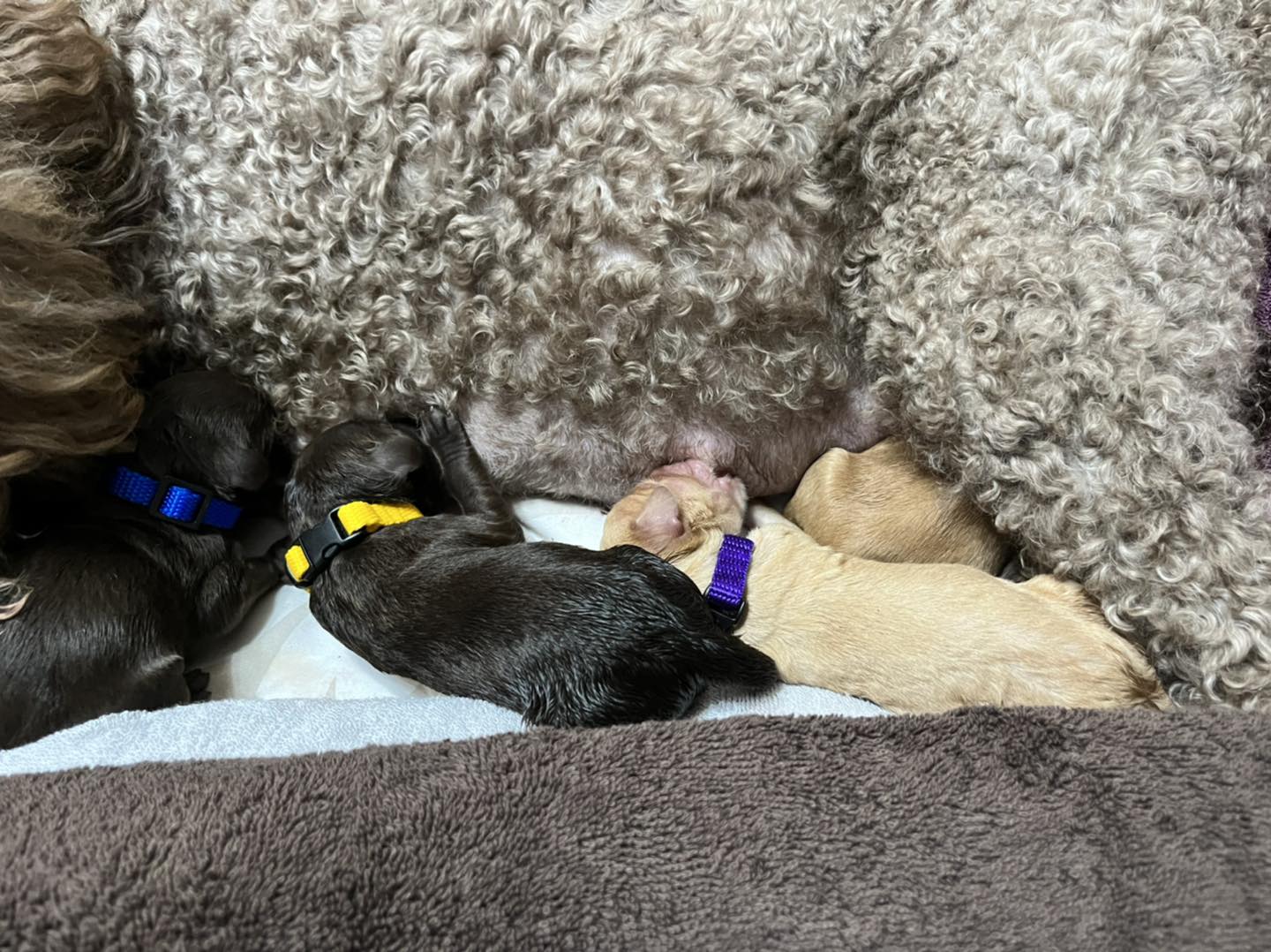 Standard Labradoodle Puppies