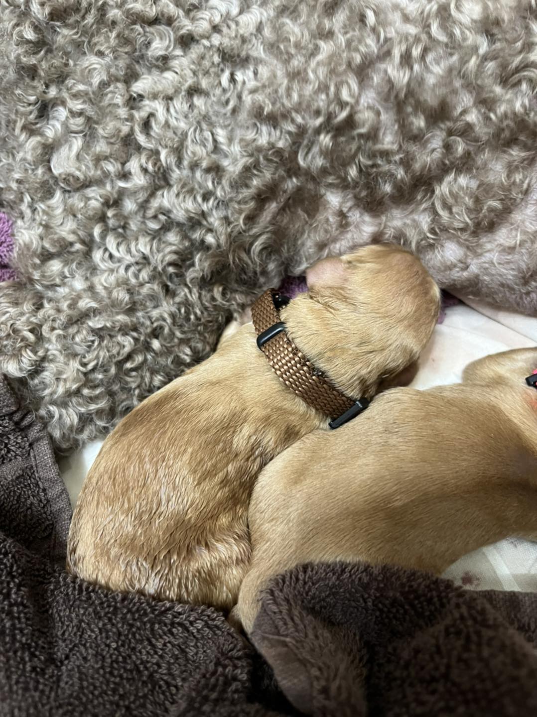 Standard Labradoodle Puppies