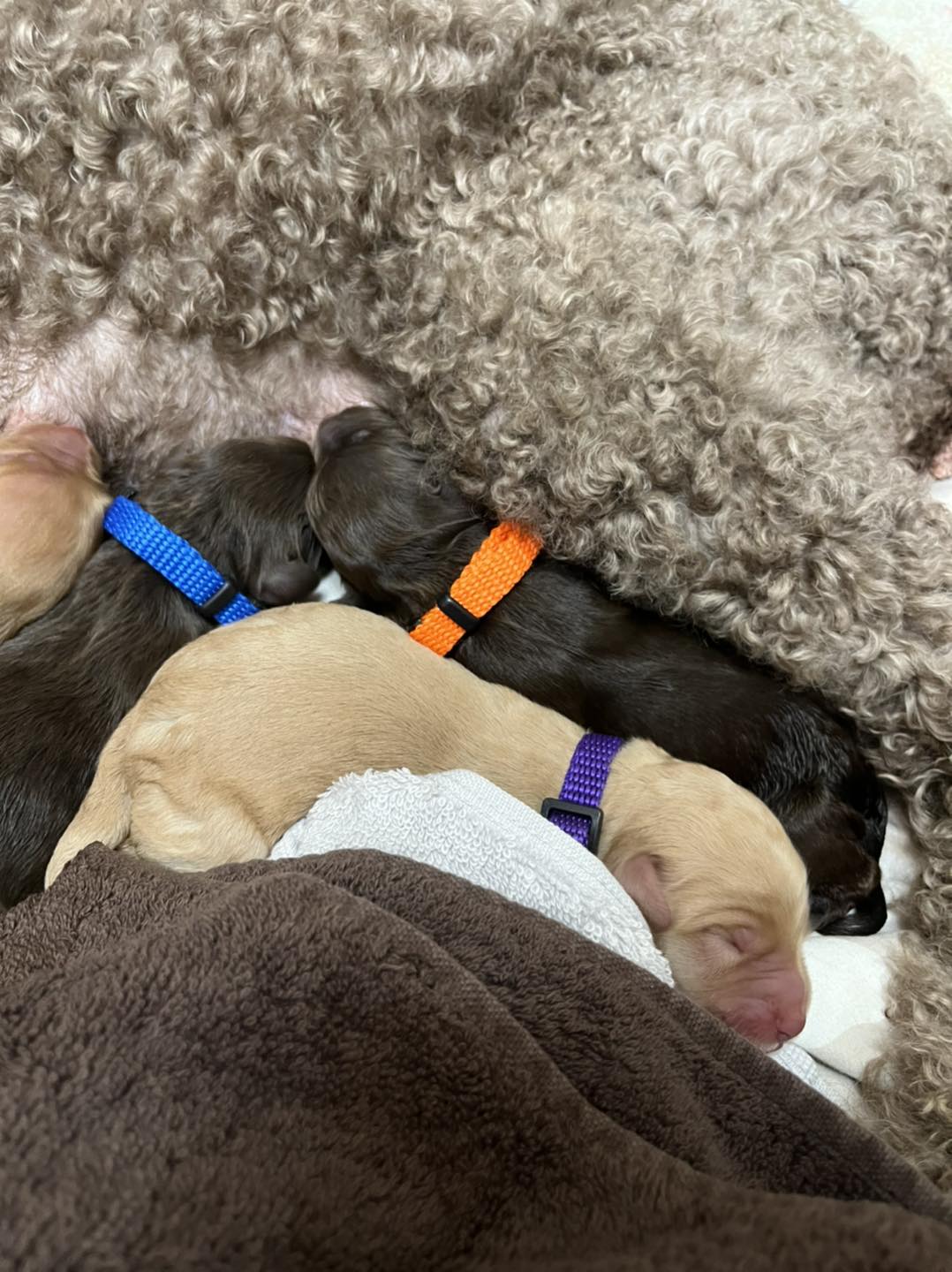 Standard Labradoodle Puppies
