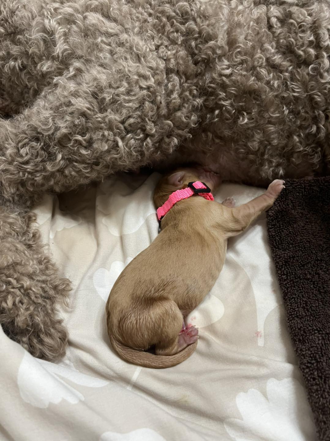 Standard Labradoodle Puppies