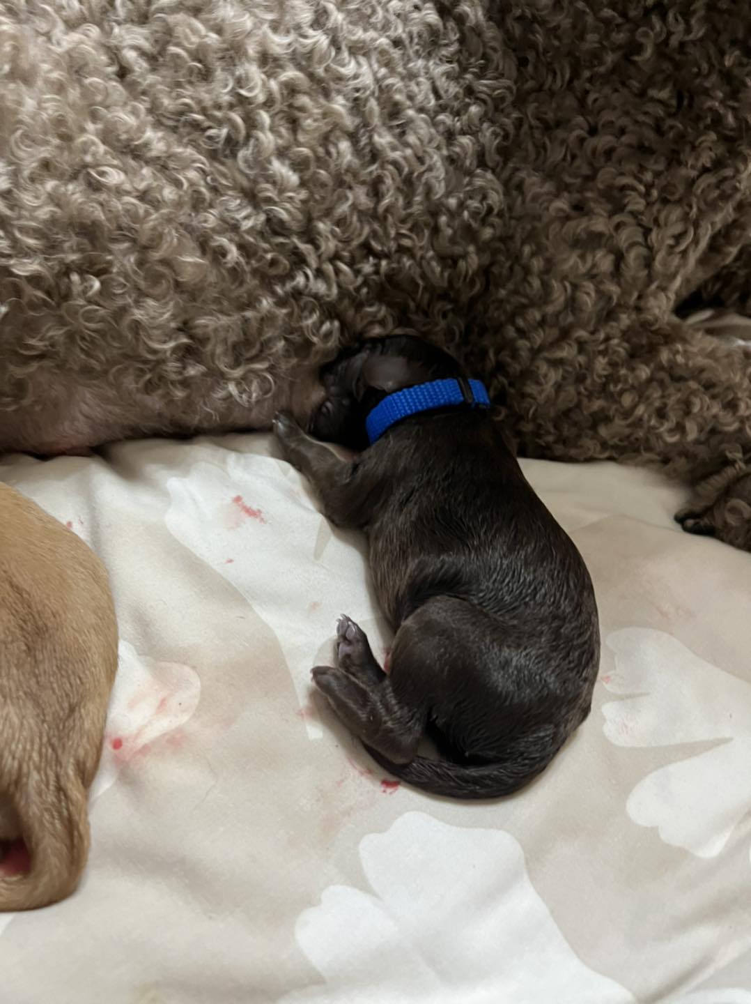 Standard Labradoodle Puppies