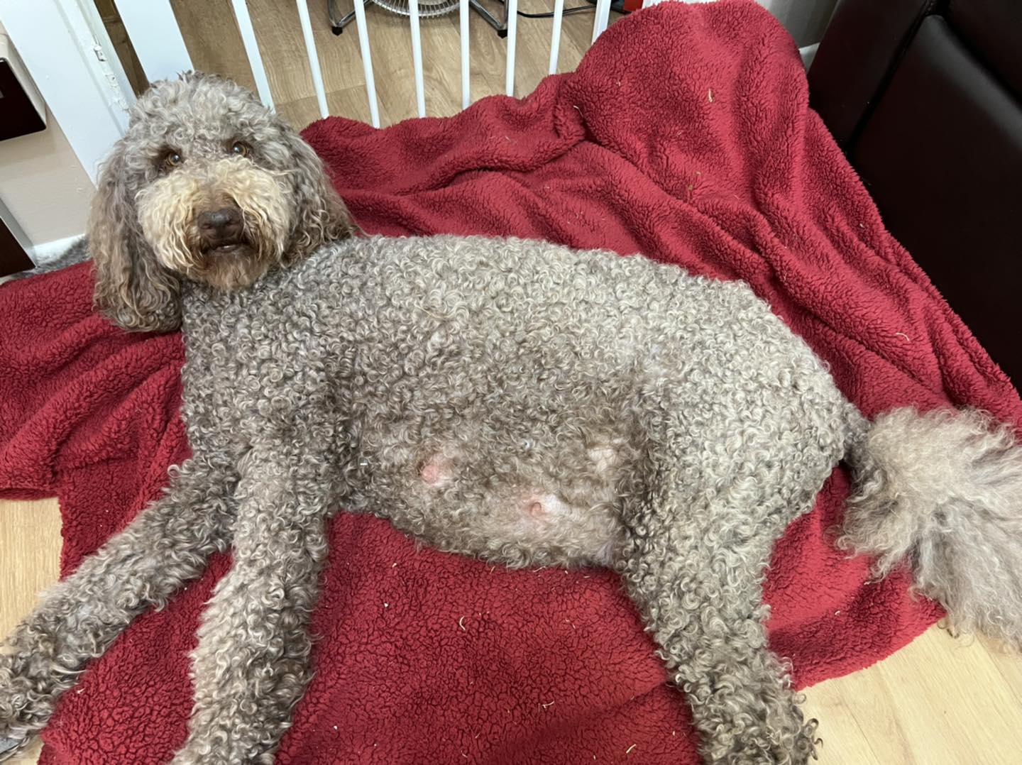 Standard Labradoodle Puppies