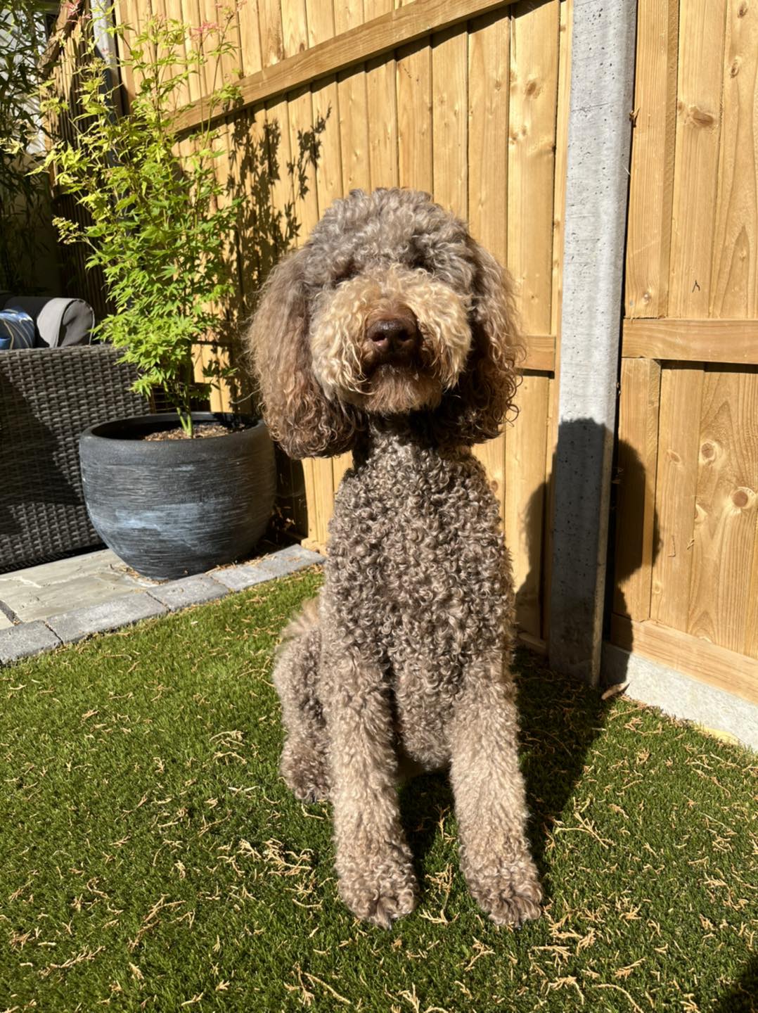 Standard Labradoodle Puppies