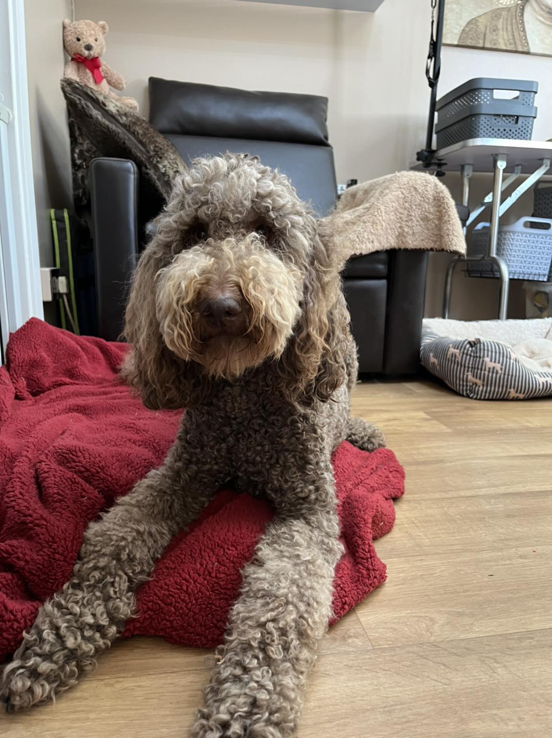 Standard Labradoodle Puppies