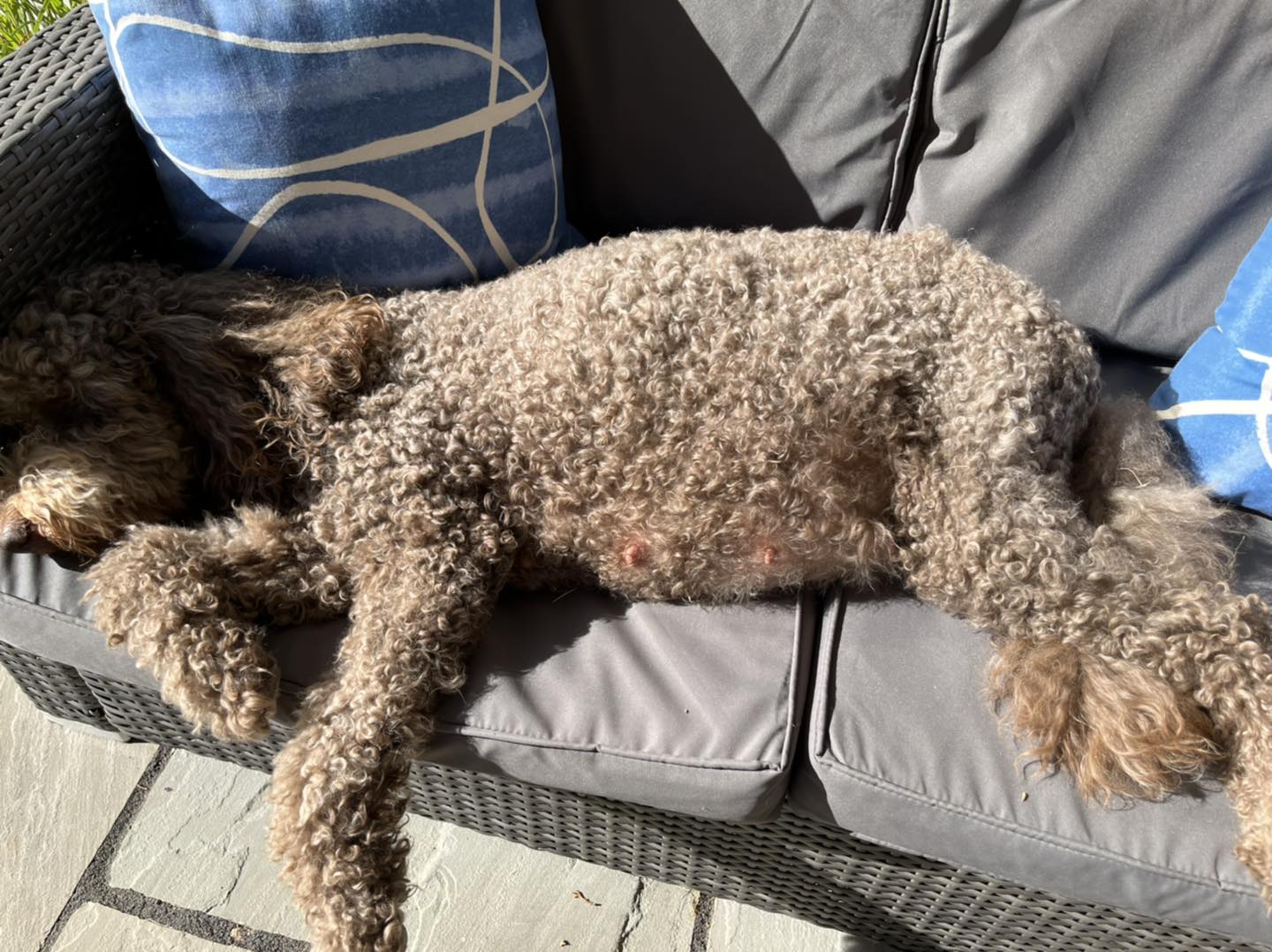 Standard Labradoodle Puppies