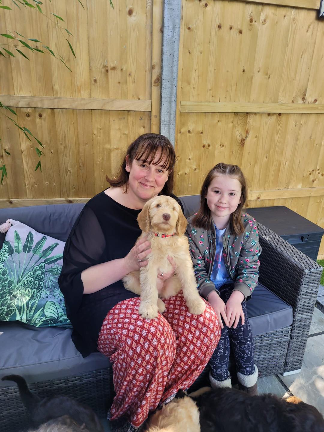 Standard Labradoodle Puppies