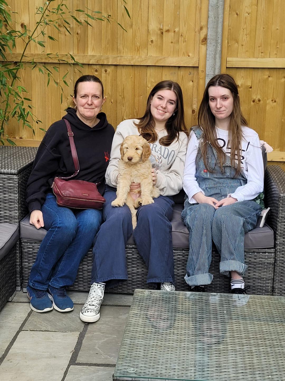 Standard Labradoodle Puppies