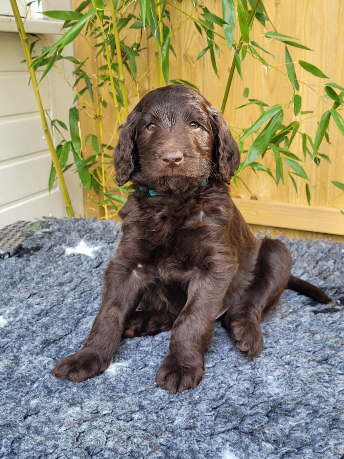Standard Labradoodle Puppies