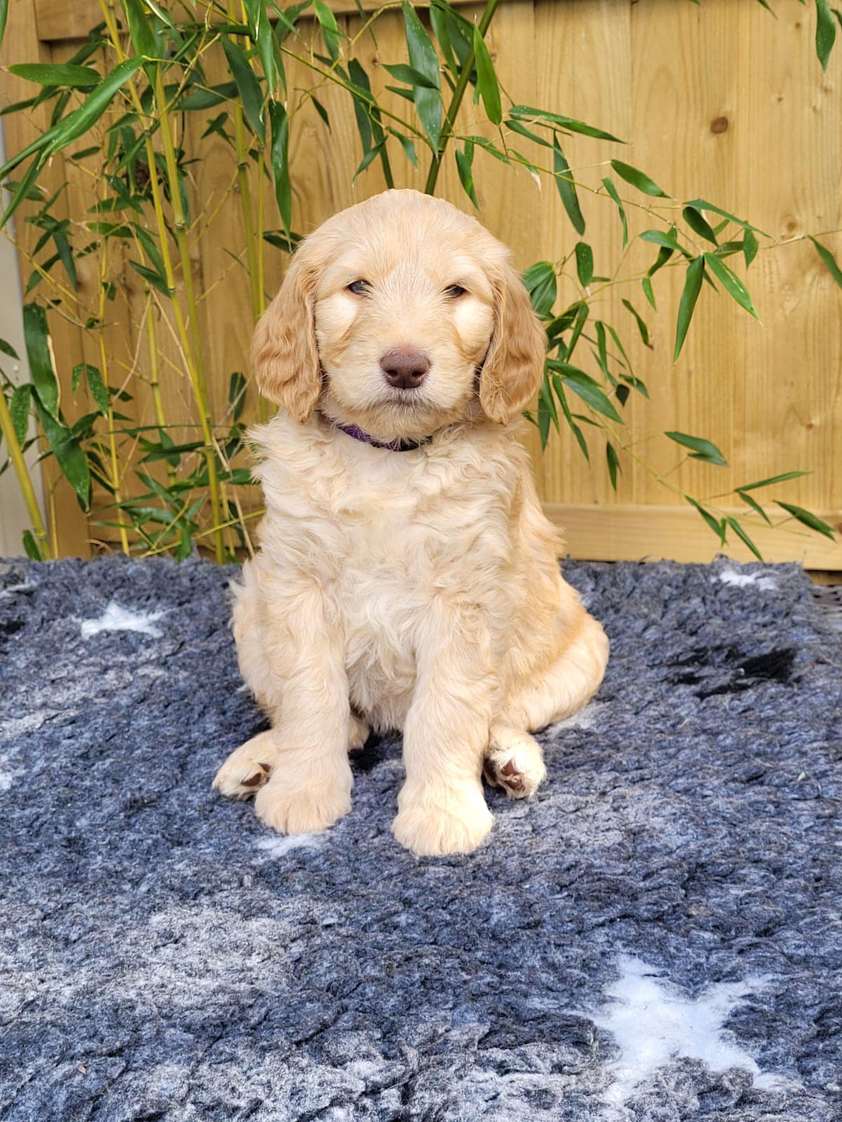 Standard Labradoodle Puppies