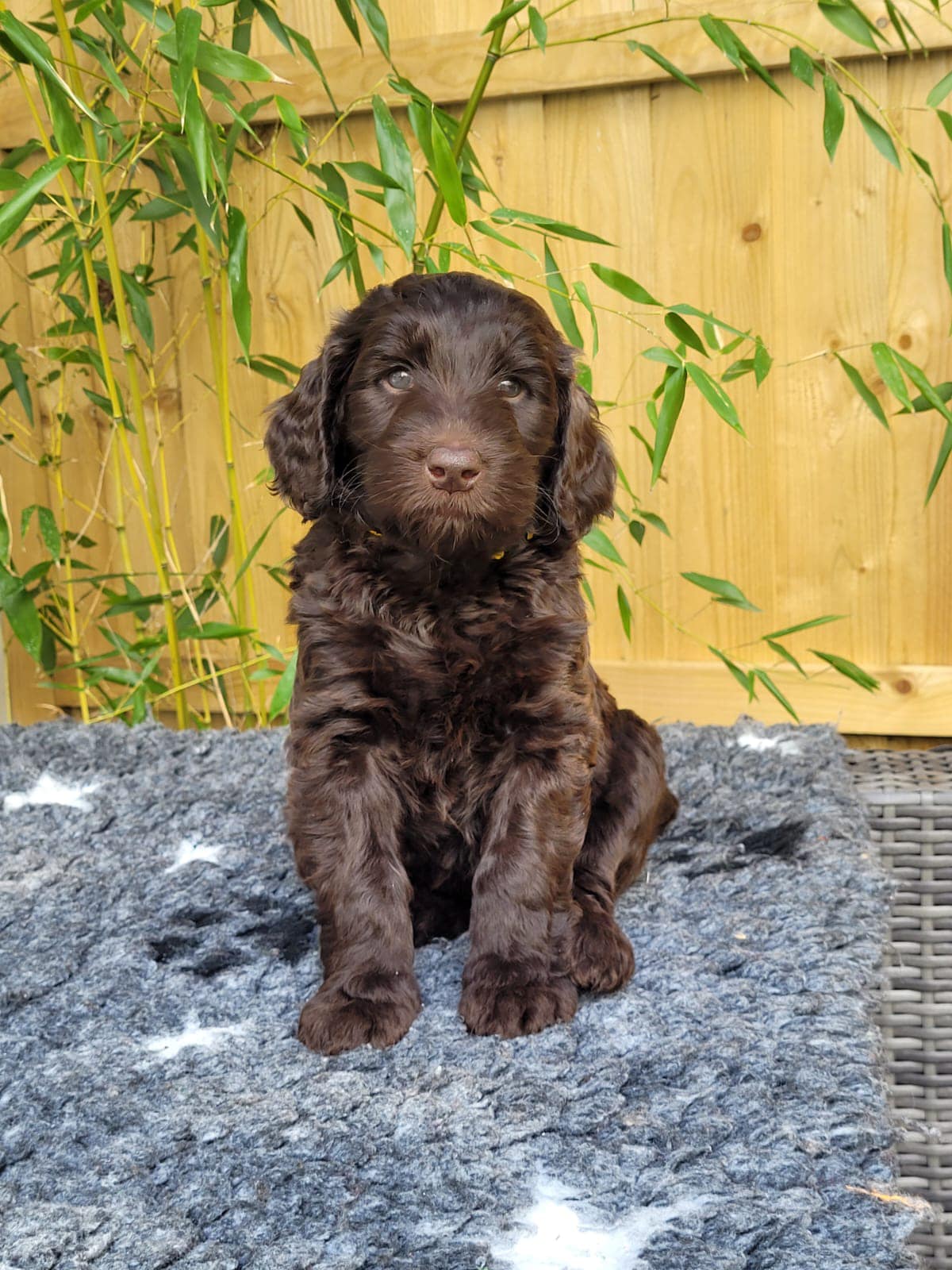 Standard Labradoodle Puppies