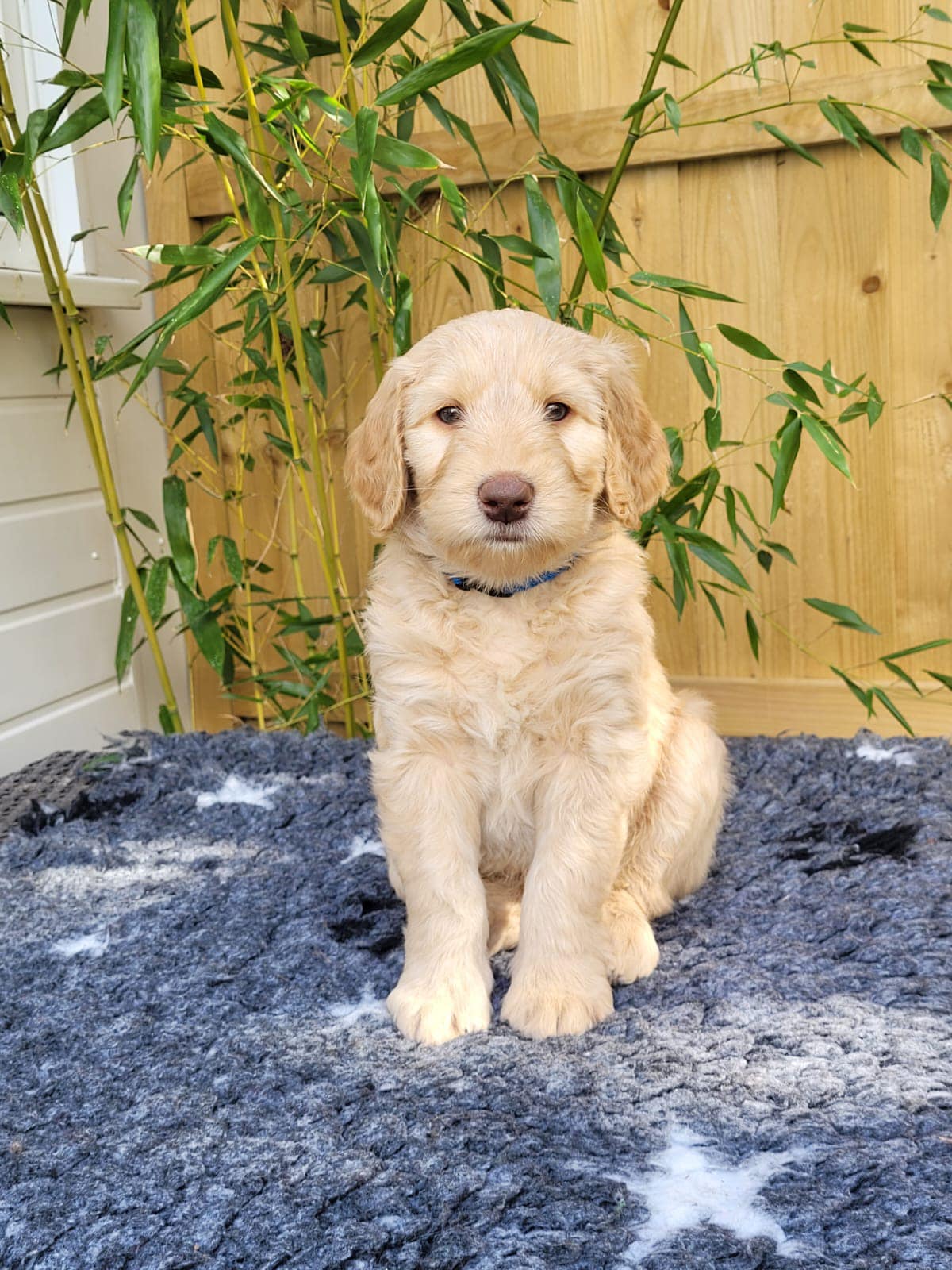 Standard Labradoodle Puppies