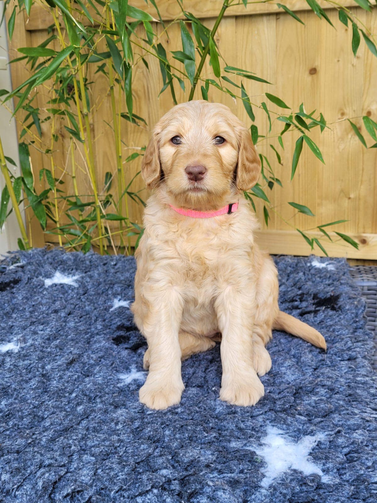 Standard Labradoodle Puppies