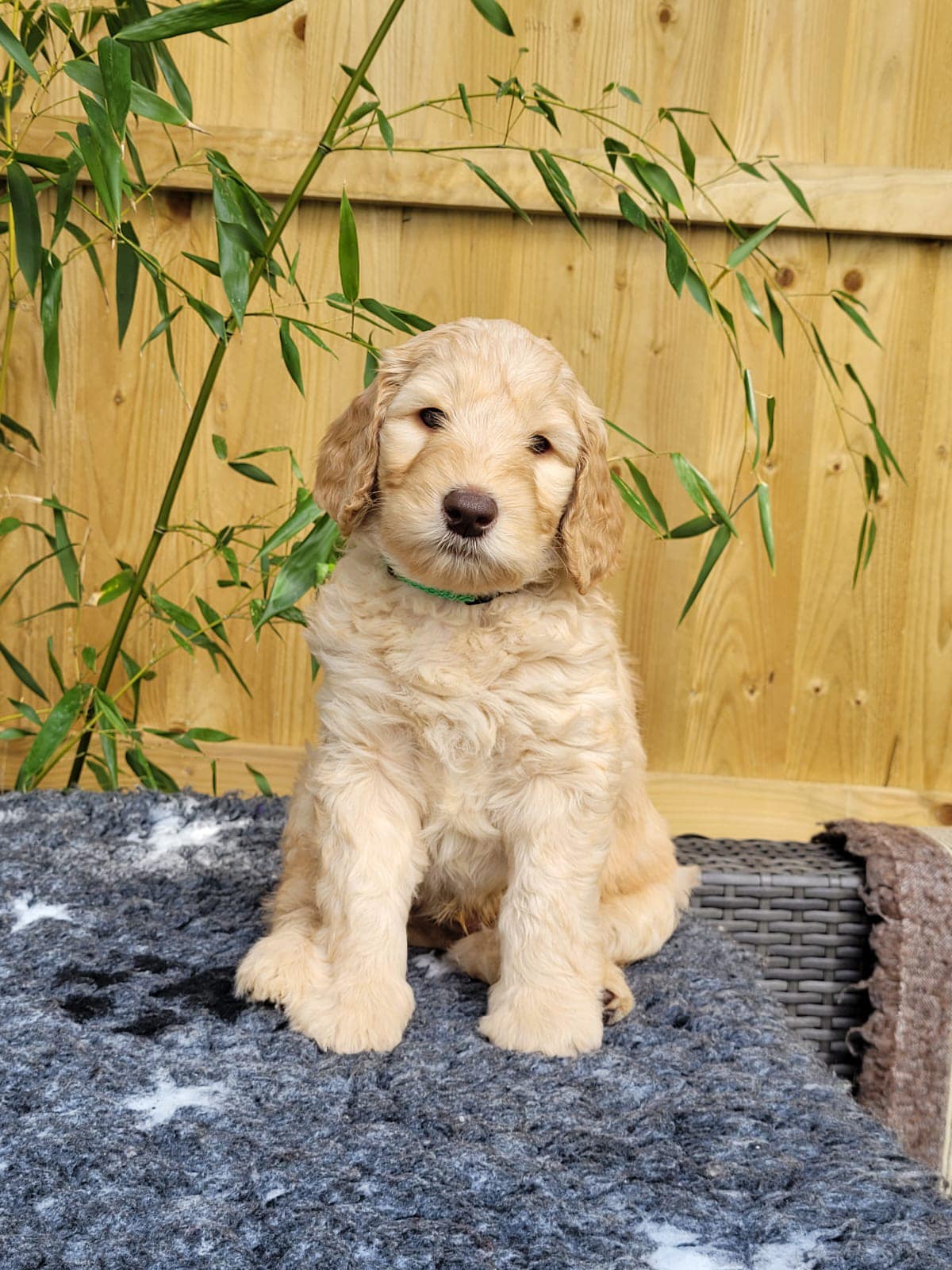 Standard Labradoodle Puppies