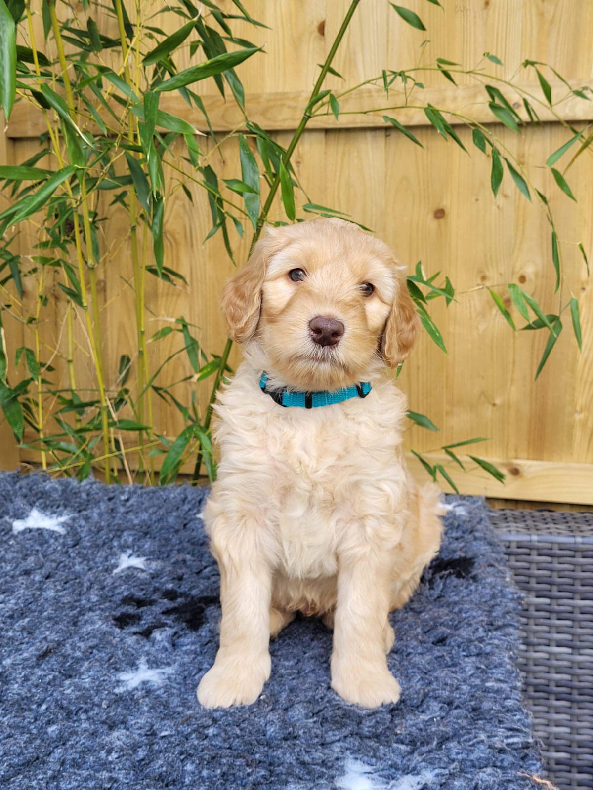 Standard Labradoodle Puppies