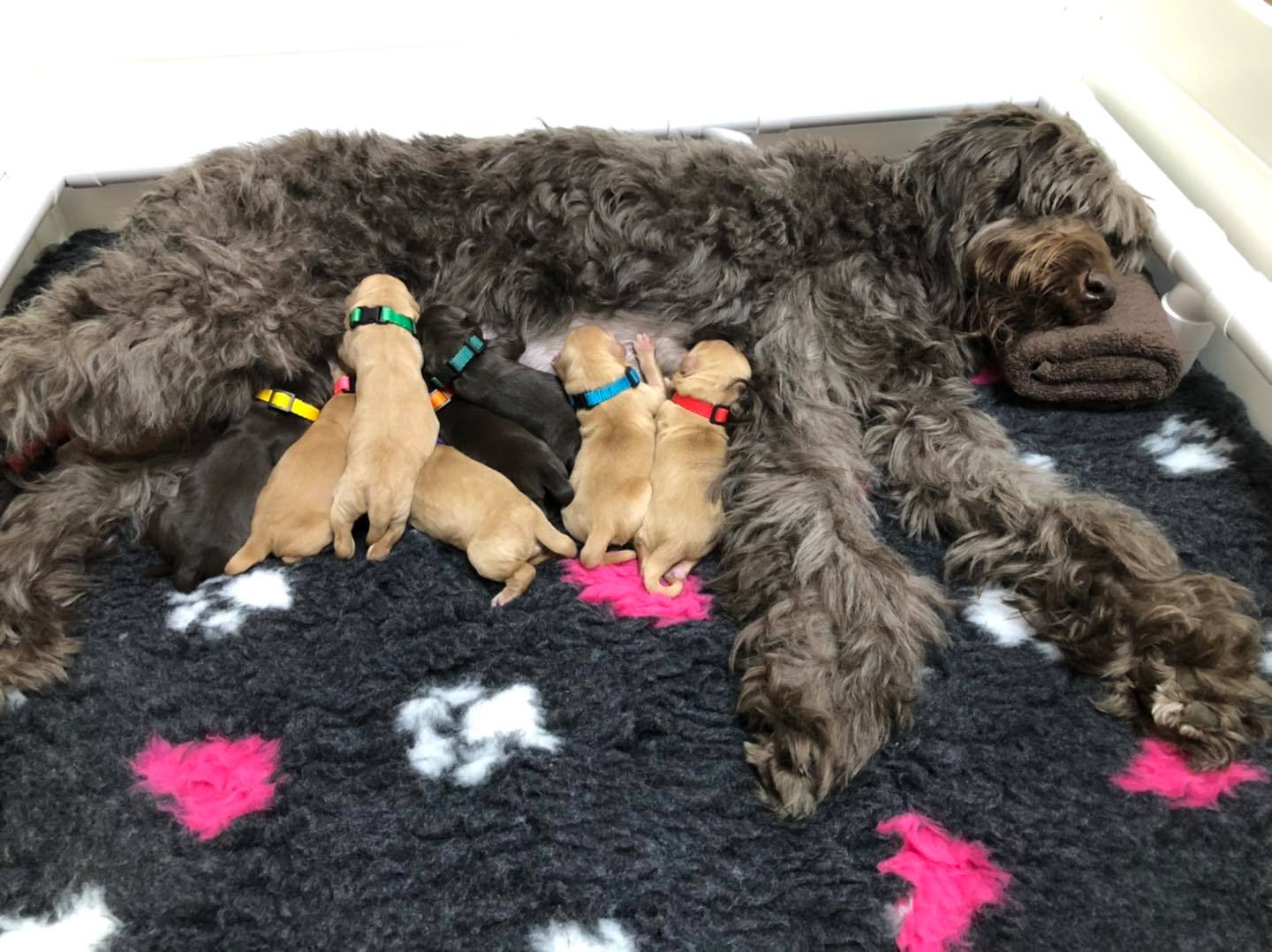 Standard Labradoodle Puppies