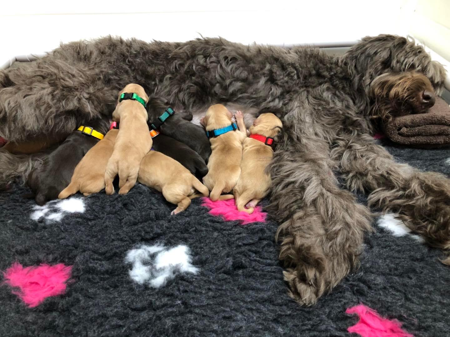 Standard Labradoodle Puppies
