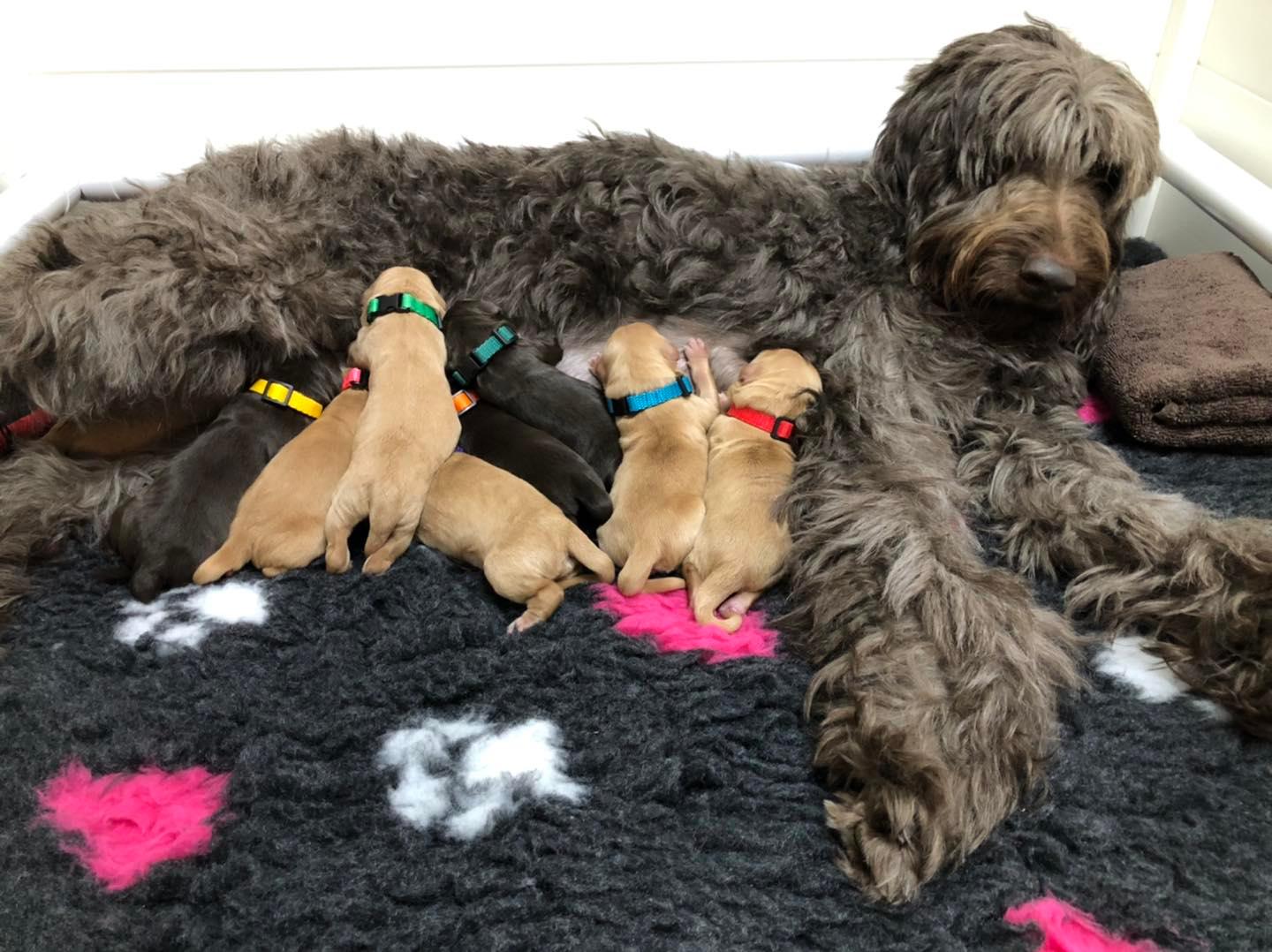 Standard Labradoodle Puppies