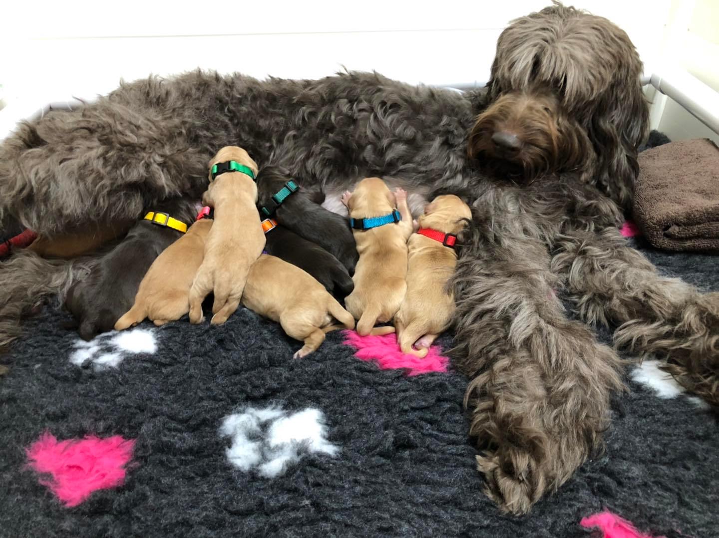 Standard Labradoodle Puppies