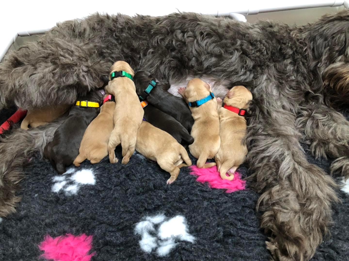 Standard Labradoodle Puppies
