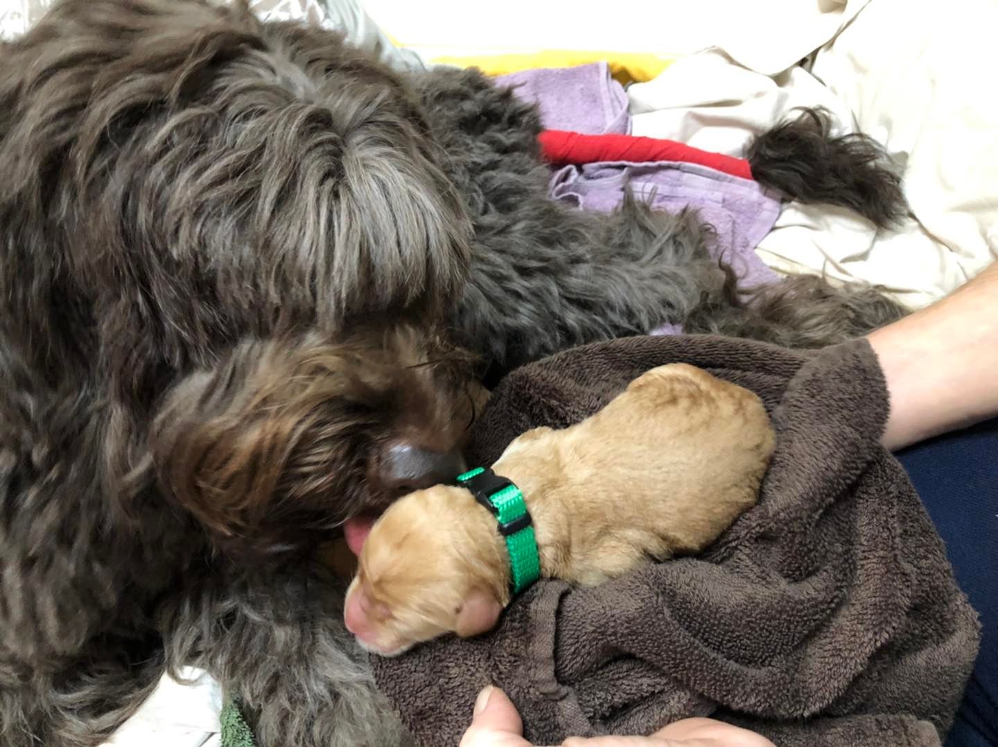 Standard Labradoodle Puppies