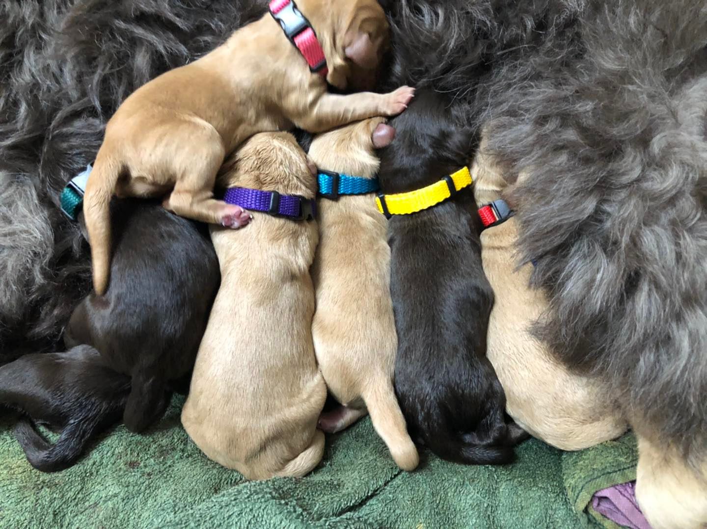 Standard Labradoodle Puppies