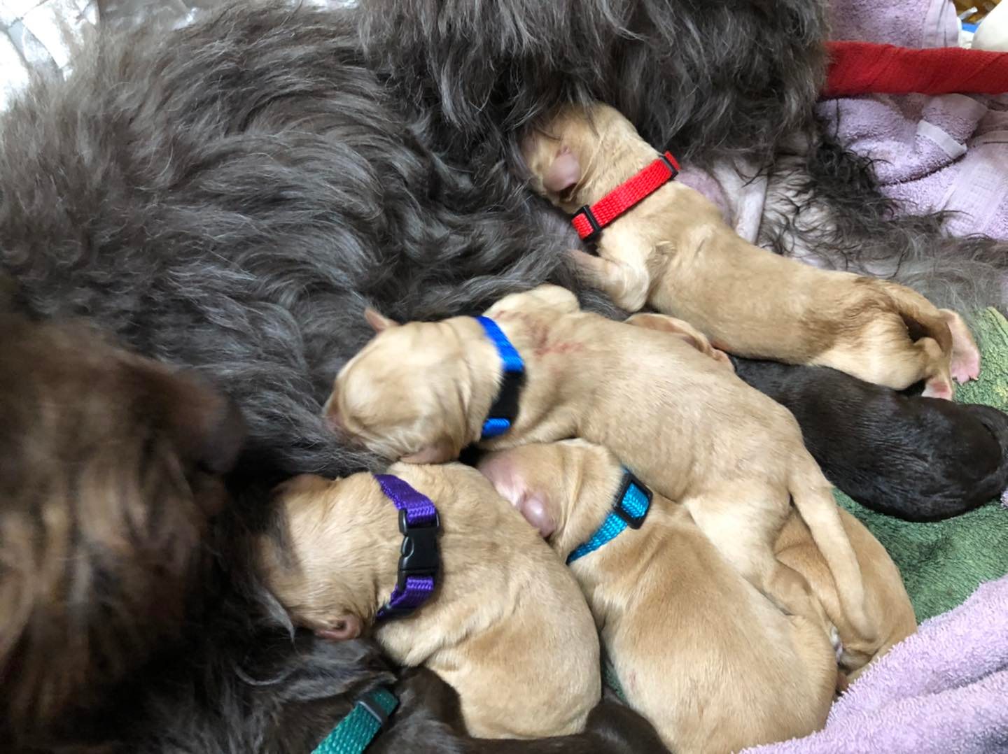 Standard Labradoodle Puppies