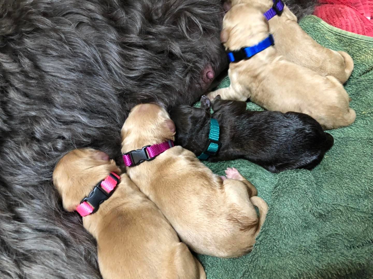 Standard Labradoodle Puppies