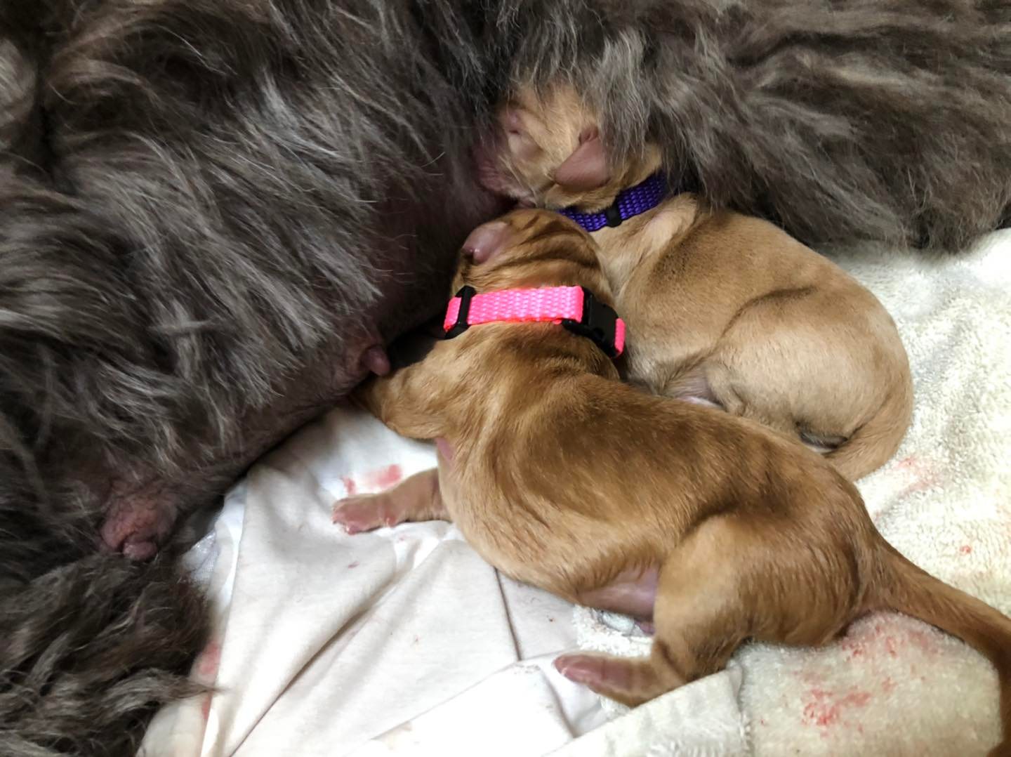 Standard Labradoodle Puppies