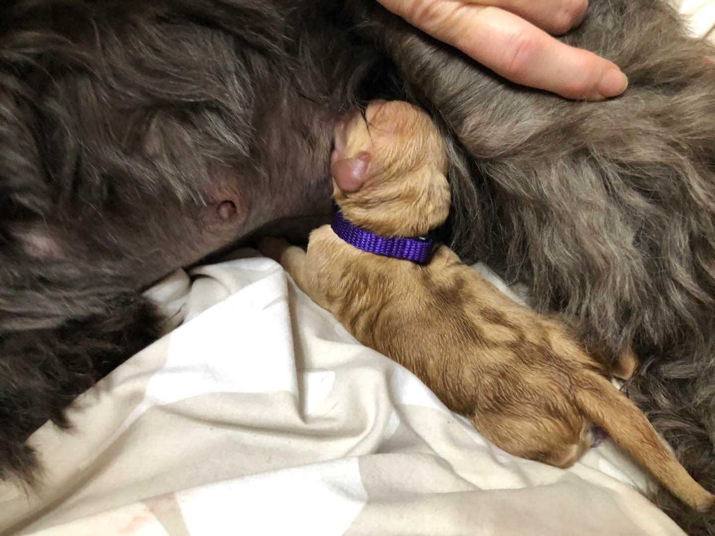 Standard Labradoodle Puppies