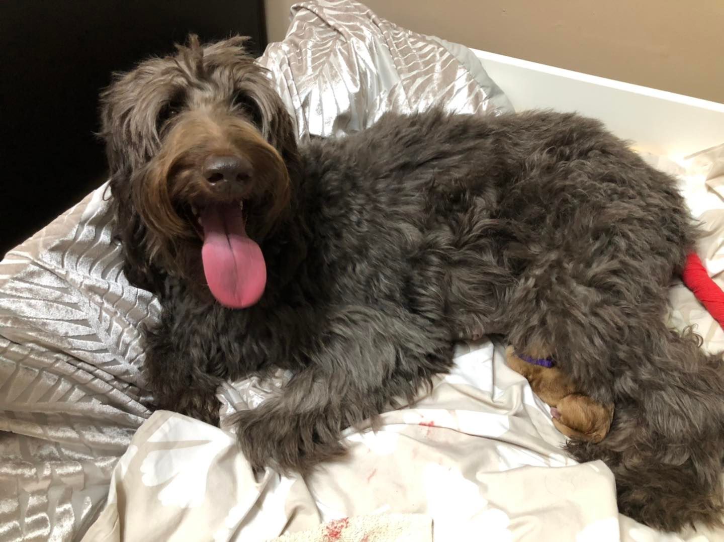 Standard Labradoodle Puppies