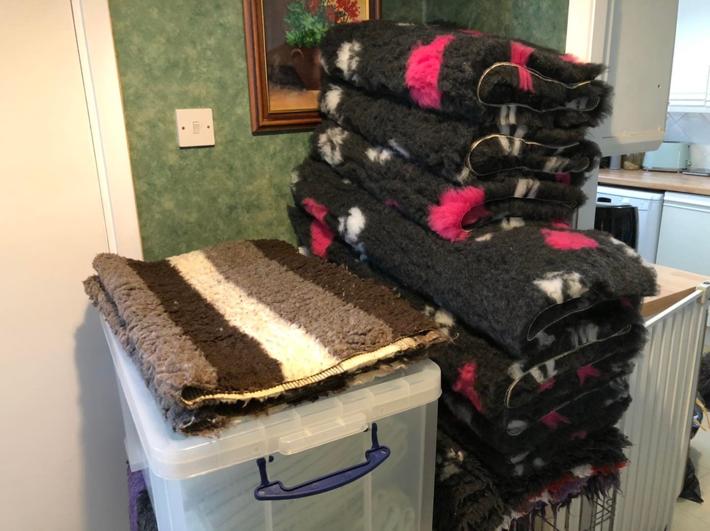 Standard Labradoodle Puppies