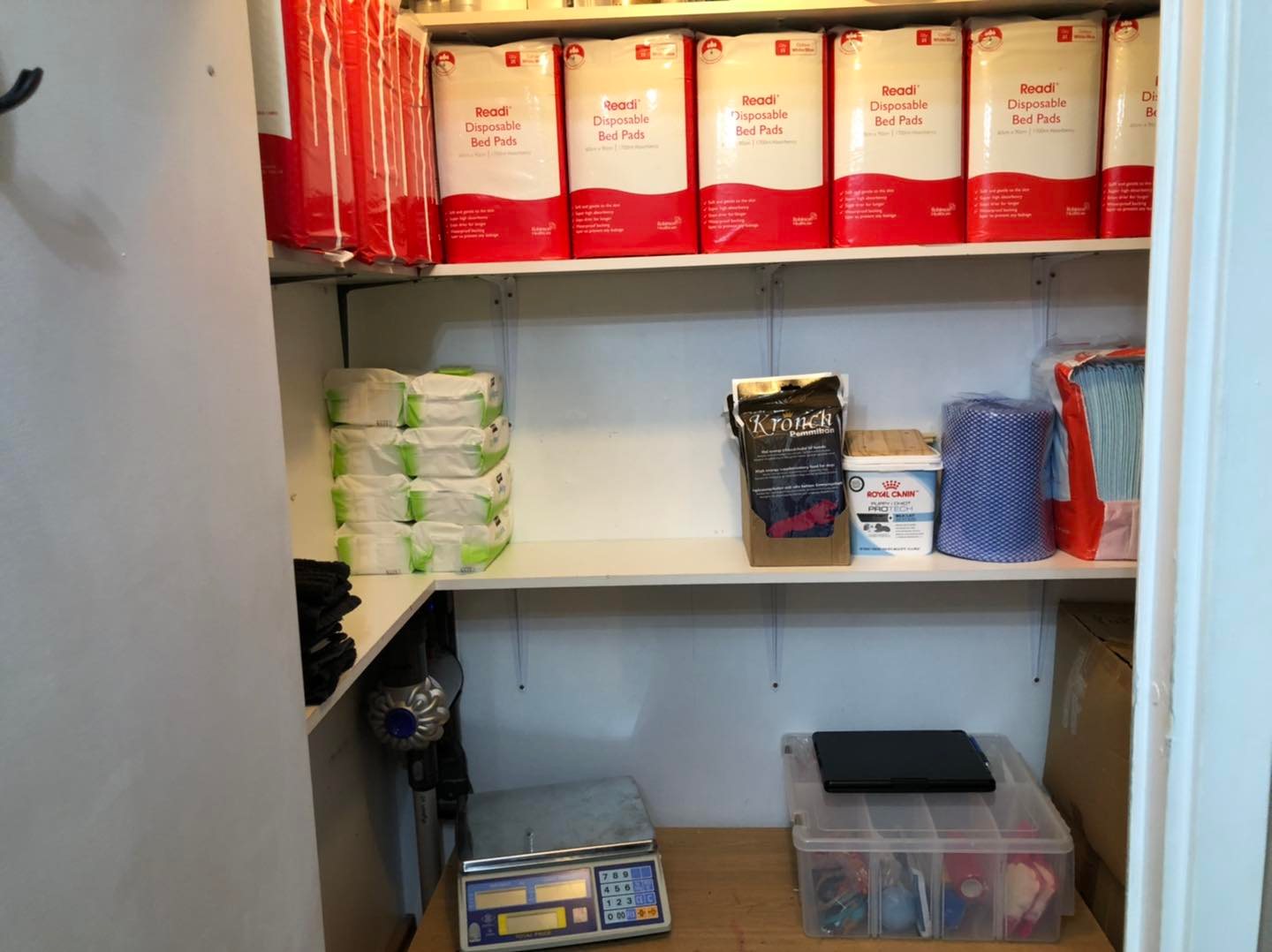 Standard Labradoodle Puppies